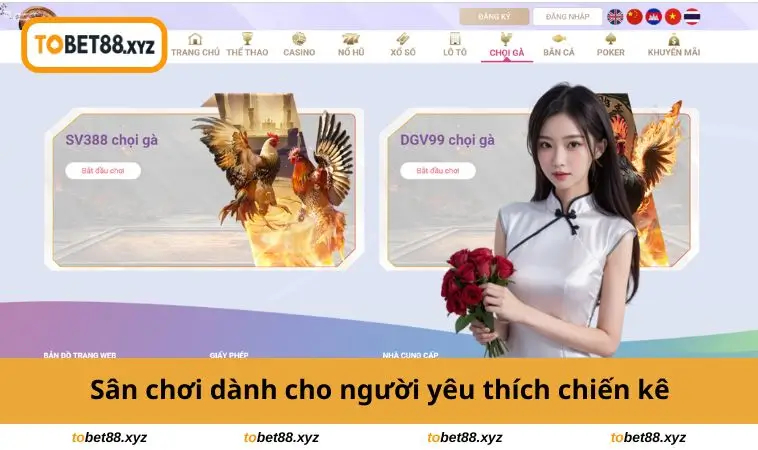 Sân chơi cho người thích chiến kê